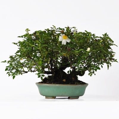 バラ　1点もの No.174