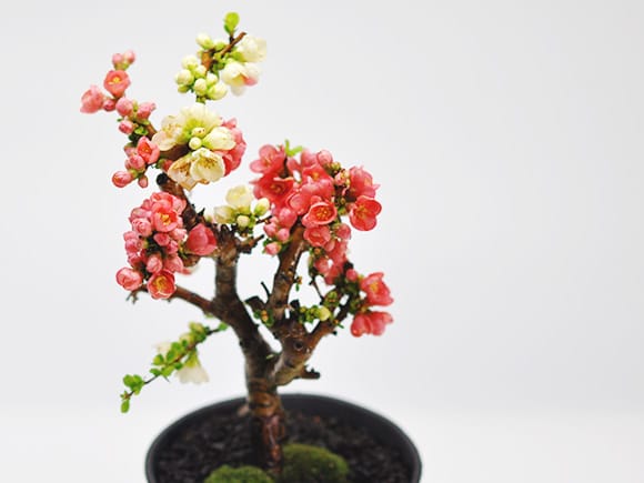 紅白長寿梅の盆栽を販売｜盆栽妙 – 盆栽妙 本店