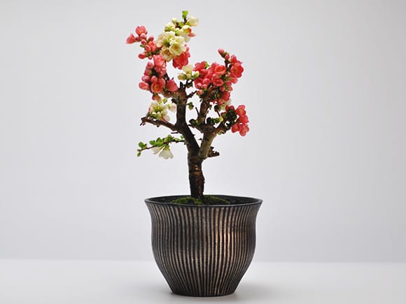 紅白長寿梅の盆栽を販売｜盆栽妙 – 盆栽妙 本店