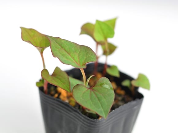 3295_3.jpg?v=1700711434&width=1946