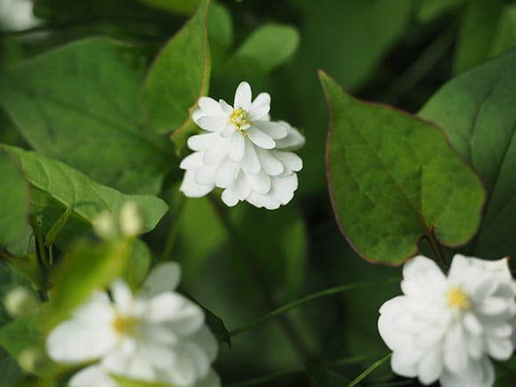 ドクダミの盆栽を販売｜盆栽妙 – 盆栽妙 本店