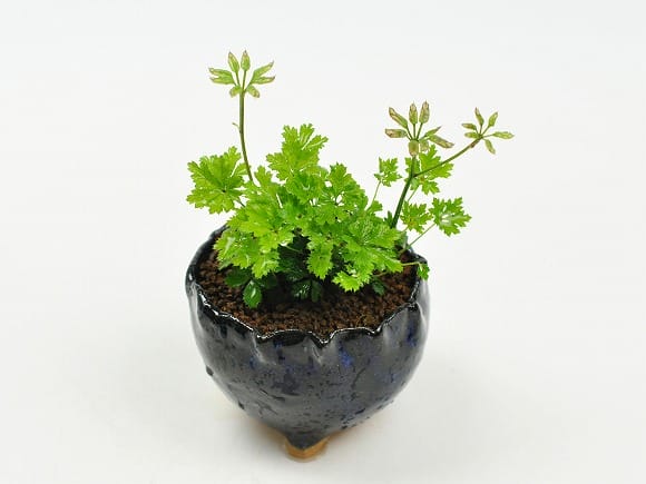 季節の山野草と植え替えセット バイカオウレンの盆栽を販売｜盆栽妙
