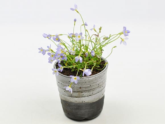 季節の山野草と植え替えセット バイカオウレンの盆栽を販売｜盆栽妙