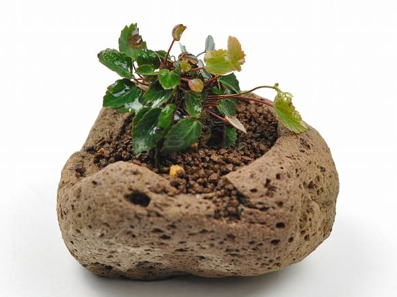 季節の山野草と植え替えセット バイカオウレンの盆栽を販売｜盆栽妙