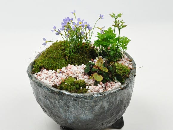 季節の山野草と植え替えセット バイカオウレンの盆栽を販売｜盆栽妙