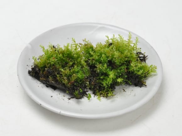 小壺苔(コツボゴケ)大トレーの盆栽を販売|盆栽妙 – 盆栽妙 本店 小壺苔(コツボゴケ)大トレーの盆栽を販売|盆栽妙 – 盆栽妙 本店