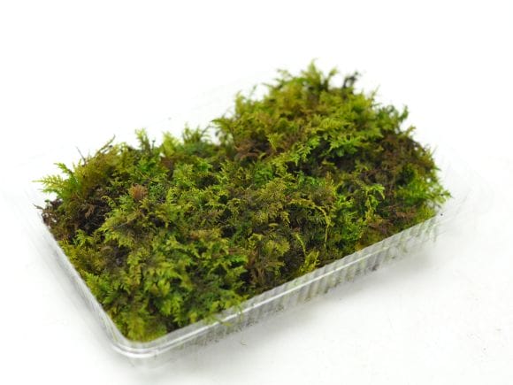 puyozou　シノブゴケ 忍苔(シノブゴケ)パックの盆栽を販売｜盆栽妙 – 盆栽妙 本店
