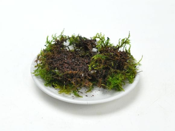 忍苔(シノブゴケ)パックの盆栽を販売｜盆栽妙 – 盆栽妙 本店