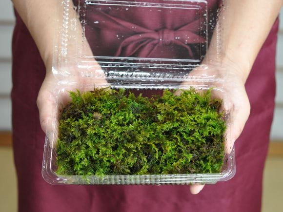 puyozou　シノブゴケ Amazon.co.jp: □シノブゴケ しのぶ苔 Lサイズ（22cm×14cm×4.5cm