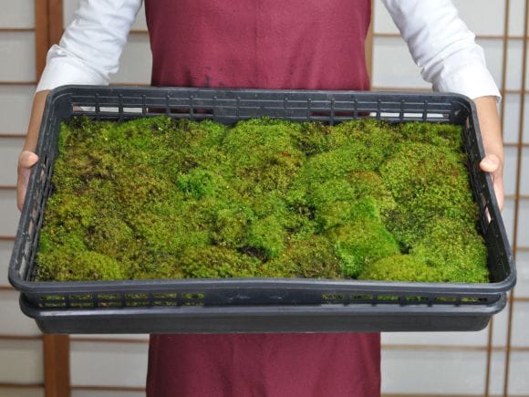 玉苔(タマゴケ)大トレーの盆栽を販売｜盆栽妙 – 盆栽妙 本店
