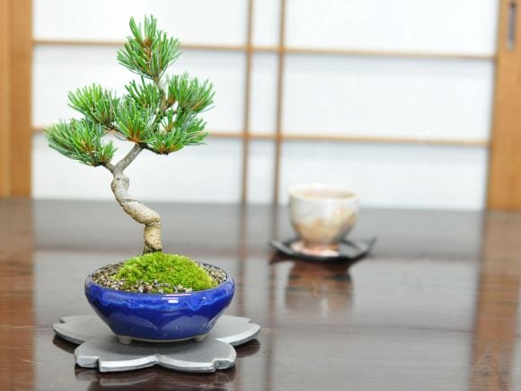 讃岐瓦 花台 桜 大の盆栽を販売｜盆栽妙 – 盆栽妙 本店