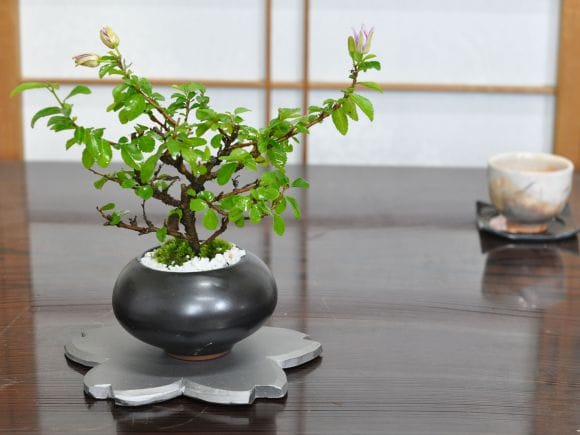 盆栽飾り台 楽天市場】盆栽棚（マホガニ塗）送料無料 花台 香炉台 飾り棚 フラワー
