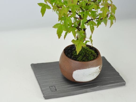 讃岐瓦 花台 四角の盆栽を販売｜盆栽妙 – 盆栽妙 本店