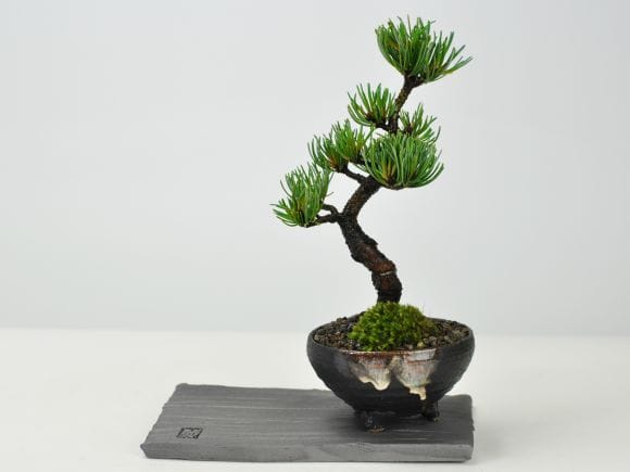 時代木 天然古木 玉杢 四足 花台 香台 盆栽台 39㎝ 時代木 天然古木 玉杢 四足 花台 香台 盆栽台 39㎝ 時代