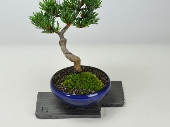 盆栽台・花台 Amazon.co.jp: 840 花台 盆栽台 流木インテリア 生け花 : おもちゃ