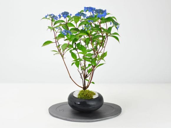 讃岐瓦 花台 楕円の盆栽を販売｜盆栽妙 – 盆栽妙 本店