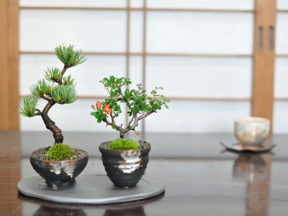 木曽桧大赤節蝋仕上げ飾り台　花台　盆栽台　花瓶台　低い　小型飾り台　木製　一枚板　銘木セレクション　希少赤節　床の間　工芸　作家 木曽桧大赤節蝋仕上げ飾り台