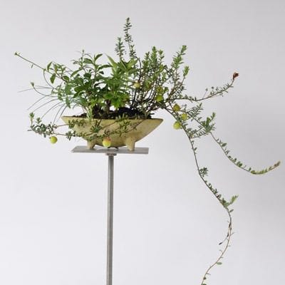 こけもも寄せ植え　1点もの No.177