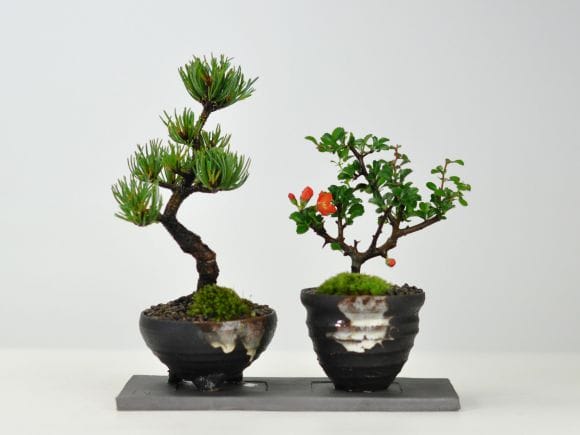 時代木 天然古木 玉杢 四足 花台 香台 盆栽台 39㎝ 楽天市場】花台 木製 床の間 和風 盆栽台 無垢 飾台 欅 飾板