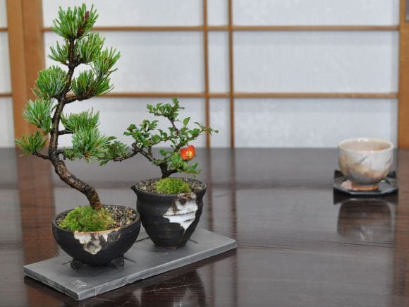 大型盆栽大　花台　貝模様 大型盆栽大 花台 貝模様
