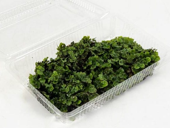 銭苔(ゼニゴケ)パックを販売｜盆栽妙 – 盆栽妙 本店