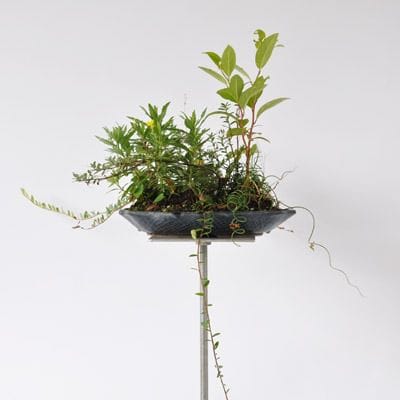 こけもも寄せ植え　1点もの No.178