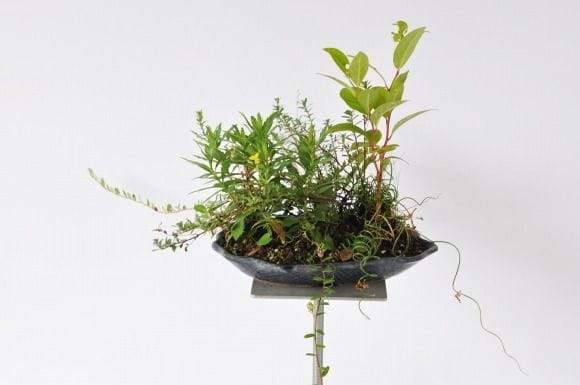 こけもも寄せ植え　1点もの No.178
