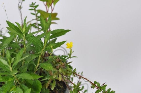 こけもも寄せ植え　1点もの No.178