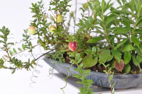 こけもも寄せ植え　1点もの No.178