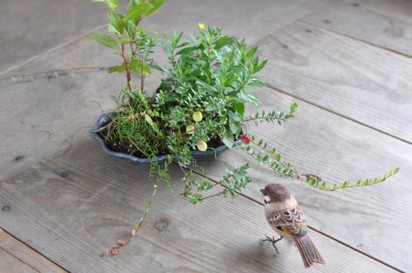こけもも寄せ植え　1点もの No.178
