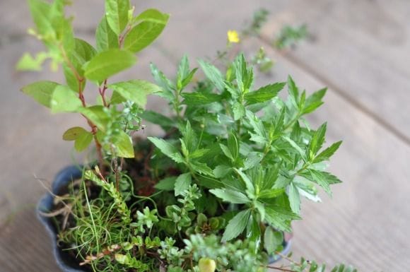 こけもも寄せ植え　1点もの No.178