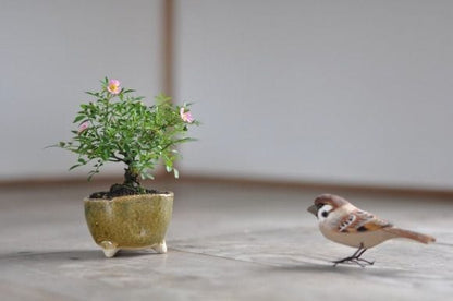 ミニバラ