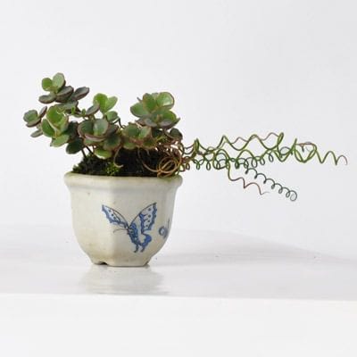 寄せ植え　1点もの No.181