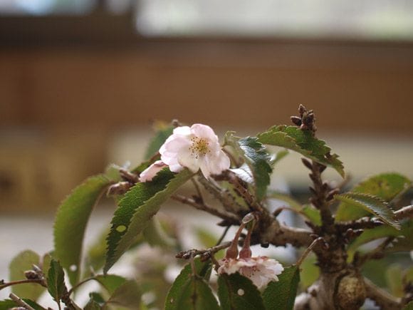 十月桜