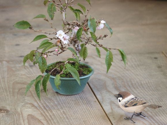 十月桜