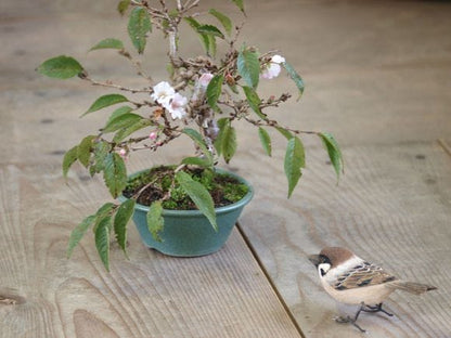 十月桜