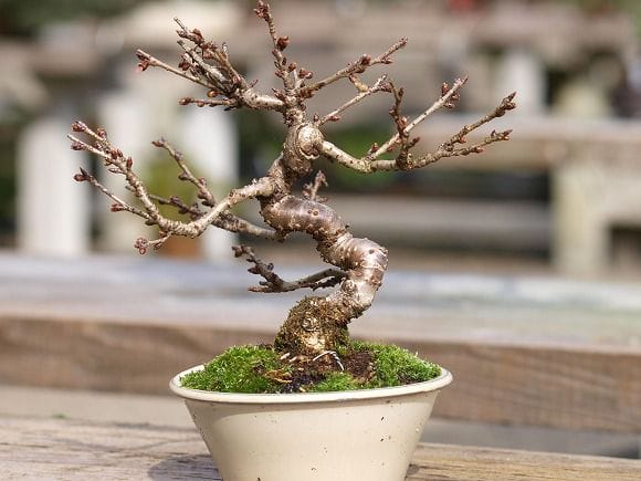 十月桜