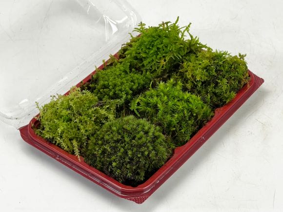 中型 直幹盆栽 苔土 苔が主役の苔盆栽！材料すべてお届けします【苔盆栽（こけぼん