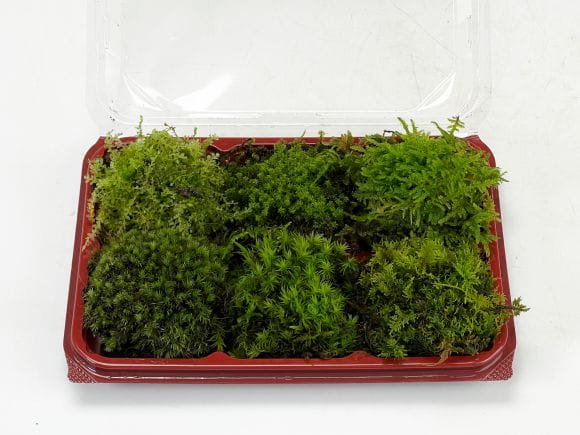 中型 直幹盆栽 苔土 中型 直幹盆栽 苔土