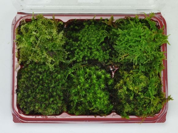 苔6種詰め合わせパックの盆栽を販売｜盆栽妙 – 盆栽妙 本店