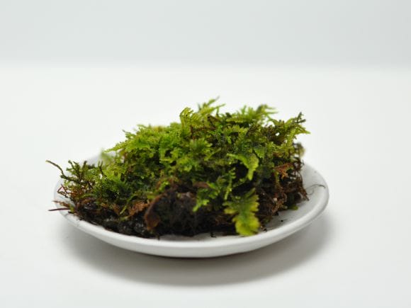 苔商品 苔6種詰め合わせパックの盆栽を販売｜盆栽妙 – 盆栽妙 本店