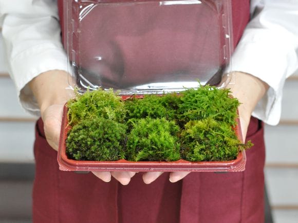 中型 直幹盆栽 苔土 中型 直幹盆栽 苔土