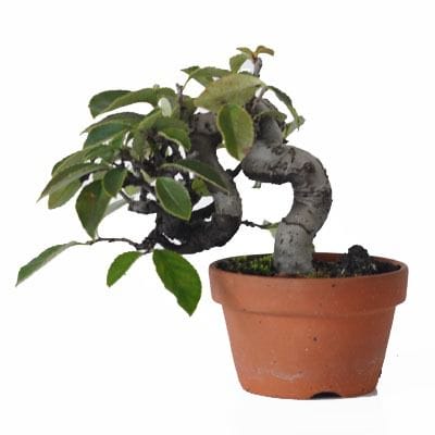 カリン　1点もの No.231