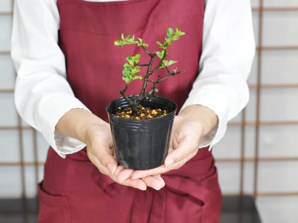 盆栽素材 長寿梅 小を販売｜盆栽妙 – 盆栽妙 本店