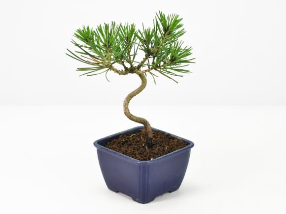 盆栽素材　黒松2　一本　成長中♥ 3419_2.jpg?v=1700716545&width=1946