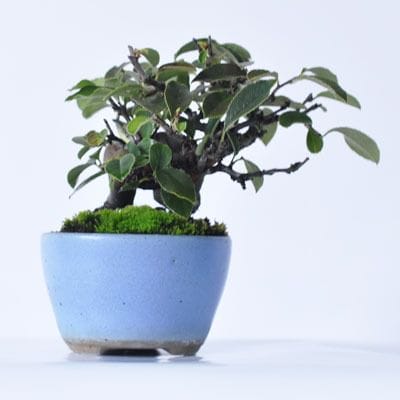 カリン　1点もの No.232