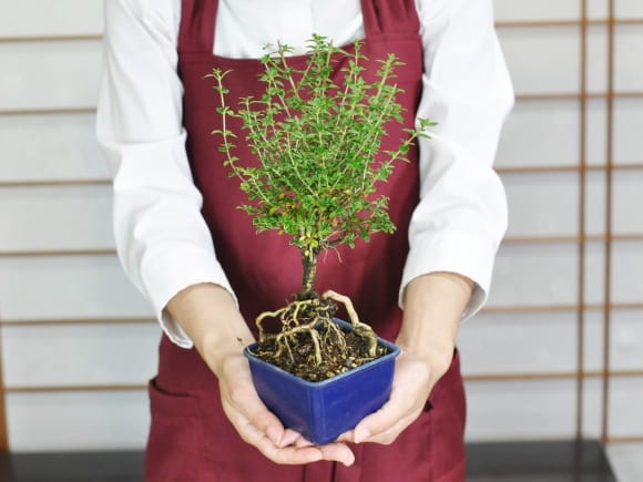 盆栽素材 根上がり香丁木を販売｜盆栽妙 – 盆栽妙 本店