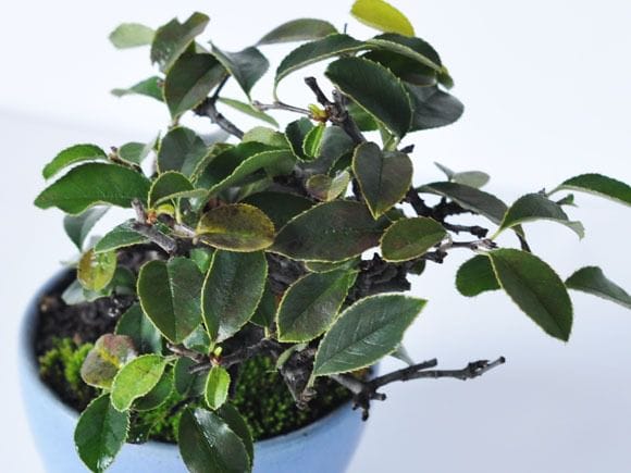 カリン　1点もの No.232