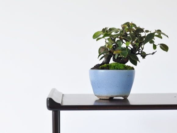 カリン　1点もの No.232