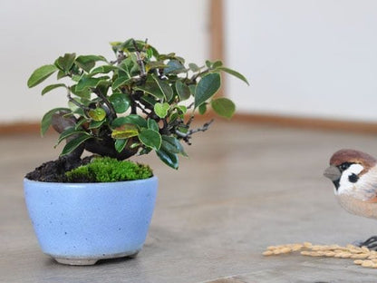 カリン　1点もの No.232